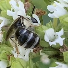 Lasioglossum (Chilalictus) sp. (genus & subgenus) at Dulwich Hill, NSW - 10 Jan 2023