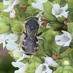 Lasioglossum (Chilalictus) sp. (genus & subgenus) at Dulwich Hill, NSW - 10 Jan 2023