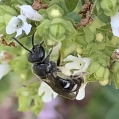 Lasioglossum (Chilalictus) sp. (genus & subgenus) at Dulwich Hill, NSW - 10 Jan 2023