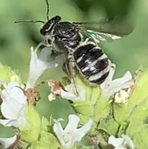 Lasioglossum (Chilalictus) sp. (genus & subgenus) at Dulwich Hill, NSW - suppressed