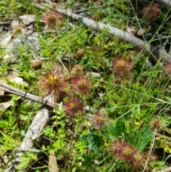 Acaena novae-zelandiae (Bidgee Widgee) at Tinderry, NSW - 6 Feb 2023 by danswell