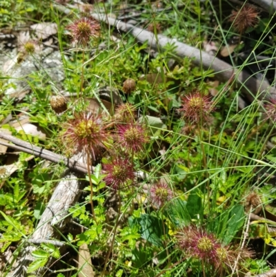 Acaena novae-zelandiae (Bidgee Widgee) at Mt Holland - 6 Feb 2023 by danswell