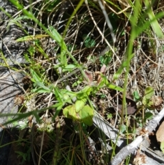 Wahlenbergia stricta subsp. stricta (Tall Bluebell) at Mt Holland - 6 Feb 2023 by danswell