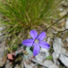 Wahlenbergia stricta subsp. stricta at Tinderry, NSW - 6 Feb 2023 02:09 PM