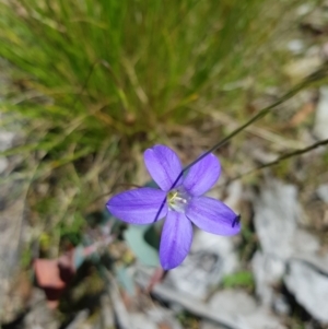 Wahlenbergia stricta subsp. stricta at Tinderry, NSW - 6 Feb 2023 02:09 PM