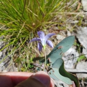 Wahlenbergia stricta subsp. stricta at Tinderry, NSW - 6 Feb 2023 02:09 PM