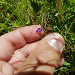 Polygala japonica (Dwarf Milkwort) at Mt Holland - 6 Feb 2023 by danswell