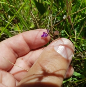 Polygala japonica at Tinderry, NSW - 6 Feb 2023