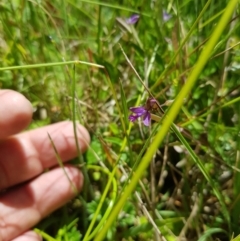 Polygala japonica at Tinderry, NSW - 6 Feb 2023 01:45 PM