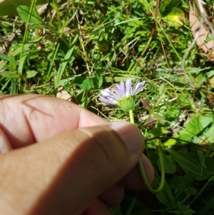 Brachyscome graminea at Tinderry, NSW - 6 Feb 2023