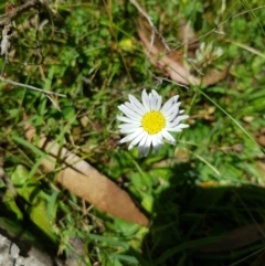 Brachyscome graminea at Tinderry, NSW - 6 Feb 2023