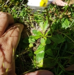 Brachyscome graminea at Tinderry, NSW - 6 Feb 2023