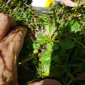 Brachyscome graminea at Tinderry, NSW - 6 Feb 2023