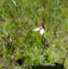 Eriochilus magenteus (Magenta Autumn Orchid) at Mt Holland - 6 Feb 2023 by danswell