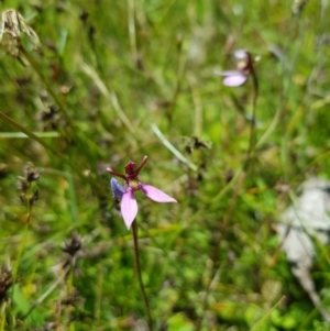 Eriochilus magenteus at Tinderry, NSW - suppressed