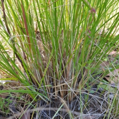 Rytidosperma (genus) (Wallaby Grass) at Tinderry, NSW - 6 Feb 2023 by danswell