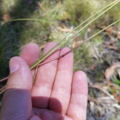 Rytidosperma sp. at Tinderry, NSW - 6 Feb 2023