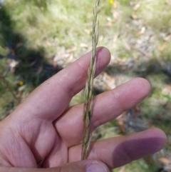 Rytidosperma sp. at Tinderry, NSW - 6 Feb 2023