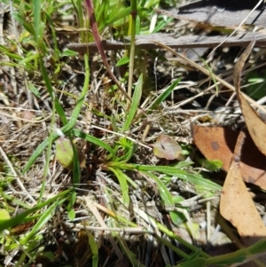 Calotis scabiosifolia var. integrifolia at Tinderry, NSW - 6 Feb 2023