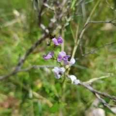 Glycine clandestina (Twining Glycine) at Mt Holland - 6 Feb 2023 by danswell