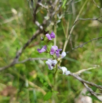 Glycine clandestina (Twining Glycine) at Tinderry, NSW - 6 Feb 2023 by danswell