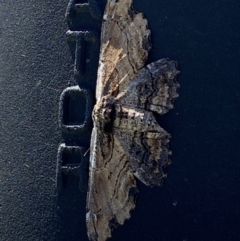 Pholodes sinistraria (Sinister or Frilled Bark Moth) at Molonglo Valley, ACT - 6 Feb 2023 by Steve_Bok