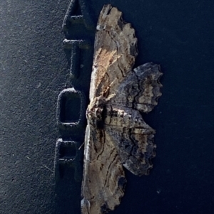 Pholodes sinistraria at Molonglo Valley, ACT - 6 Feb 2023 01:06 PM