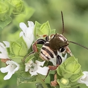 Lipotriches (Austronomia) phanerura at Dulwich Hill, NSW - 10 Jan 2023