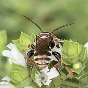 Lipotriches (Austronomia) phanerura at Dulwich Hill, NSW - 10 Jan 2023