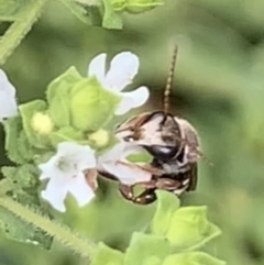 Lipotriches (Austronomia) phanerura at Dulwich Hill, NSW - 10 Jan 2023