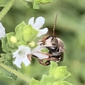 Lipotriches (Austronomia) phanerura at Dulwich Hill, NSW - 10 Jan 2023