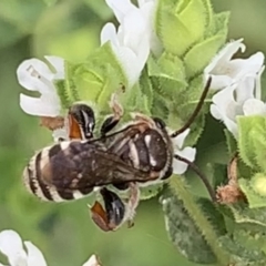 Lipotriches (Austronomia) phanerura at Dulwich Hill, NSW - 10 Jan 2023