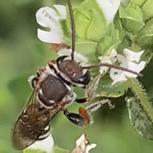 Lipotriches (Austronomia) phanerura at Dulwich Hill, NSW - 10 Jan 2023