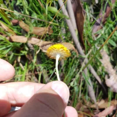 Coronidium gunnianum (Gunn's Everlasting) at Tinderry, NSW - 6 Feb 2023 by danswell