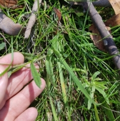 Coronidium gunnianum at Tinderry, NSW - 6 Feb 2023