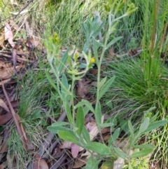 Senecio gunnii (Mountains Fireweed) at Mt Holland - 6 Feb 2023 by danswell