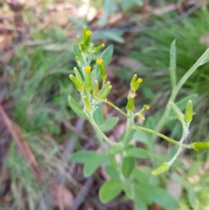 Senecio gunnii at Tinderry, NSW - 6 Feb 2023