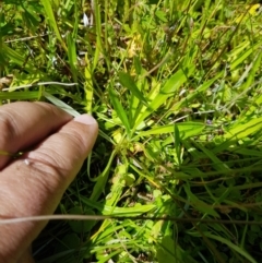 Utricularia dichotoma (Fairy Aprons, Purple Bladderwort) at Mt Holland - 6 Feb 2023 by danswell