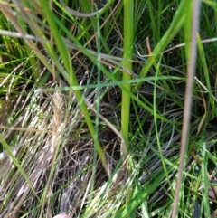 Juncus prismatocarpus (Branching Rush) at Mt Holland - 6 Feb 2023 by danswell