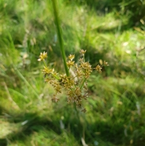 Juncus prismatocarpus at Tinderry, NSW - 6 Feb 2023