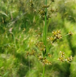 Juncus prismatocarpus at Tinderry, NSW - 6 Feb 2023