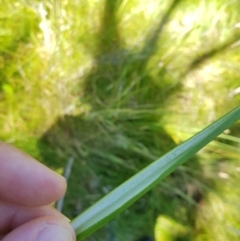 Juncus prismatocarpus at Tinderry, NSW - 6 Feb 2023