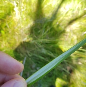 Juncus prismatocarpus at Tinderry, NSW - 6 Feb 2023 12:20 PM