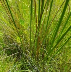 Juncus phaeanthus at Tinderry, NSW - 6 Feb 2023