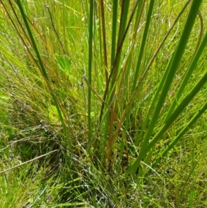 Juncus phaeanthus at Tinderry, NSW - 6 Feb 2023