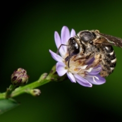 Lasioglossum (Chilalictus) sp. (genus & subgenus) (Halictid bee) at Downer, ACT - 6 Feb 2023 by RobertD