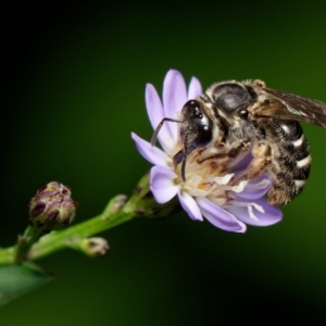 Lasioglossum (Chilalictus) sp. (genus & subgenus) at Downer, ACT - 6 Feb 2023 05:35 PM