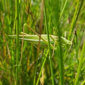 Tinzeda albosignata at Tinderry, NSW - 6 Feb 2023