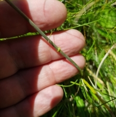 Brachyscome graminea (Grass Daisy) at Mt Holland - 6 Feb 2023 by danswell