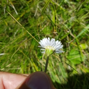 Brachyscome graminea at Tinderry, NSW - 6 Feb 2023